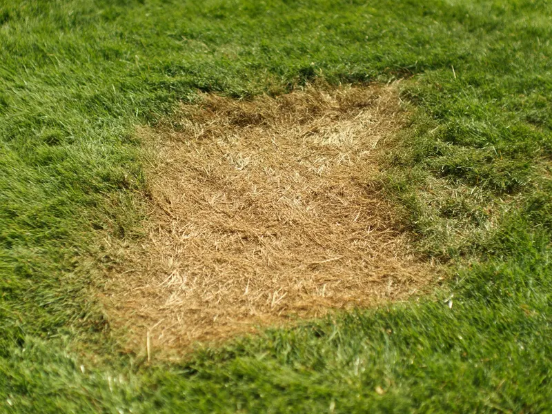 Irrigation repair — before