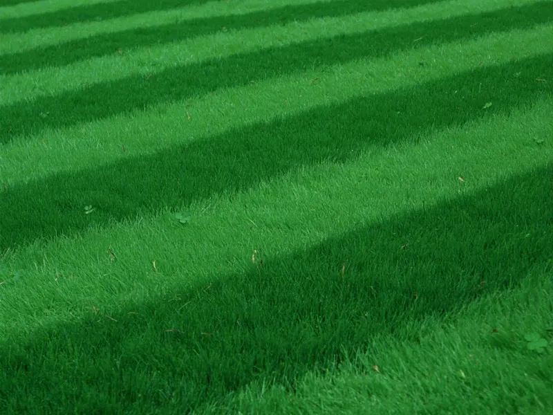 Lawn improvement — after